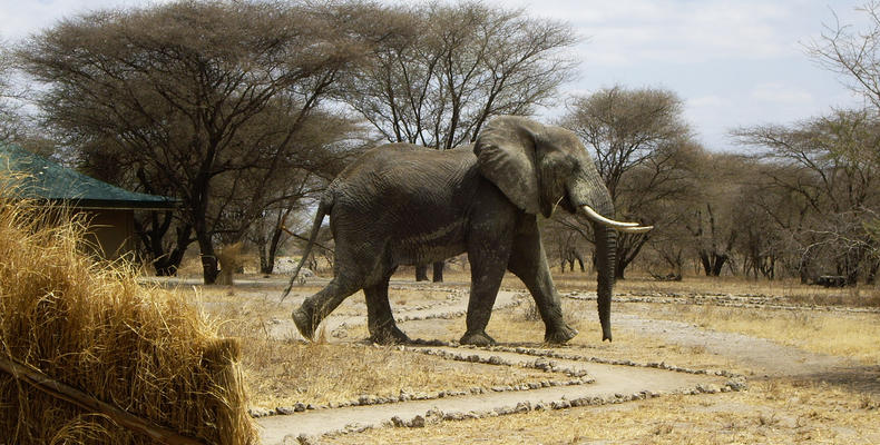 Elephant walking through Camp